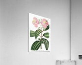 Starry osbeckia from Edwards Botanical Register 1829-1847  by Sydenham Edwards John Lindley and James Ridgway. Acrylic Print