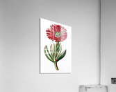 Red-Edged Fig Marigold from Edwards Botanical Register 1829-1847  by Sydenham Edwards John Lindley and James Ridgway. Acrylic Print