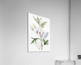 Lilac hibiscus from Edwards Botanical Register 1829-1847  by Sydenham Edwards John Lindley and James Ridgway. Acrylic Print