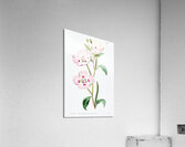 The spotted blush enothera from Edwards Botanical Register 1829-1847  by Sydenham Edwards John Lindley and James Ridgway. Acrylic Print