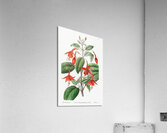 Standishs fuchsia from Edwards Botanical Register 1829-1847  by Sydenham Edwards John Lindley and James Ridgway. Acrylic Print