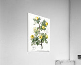 Tansy-leaved hawthorn from Edwards Botanical Register 1829-1847  by Sydenham Edwards John Lindley and James Ridgway. Acrylic Print