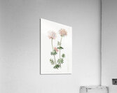 Long-styled crucianella from Edwards Botanical Register 1829-1847  by Sydenham Edwards John Lindley and James Ridgway. Acrylic Print