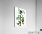 orocco hawthorn from Edwards Botanical Register 1829-1847  by Sydenham Edwards John Lindley and James Ridgway. Acrylic Print