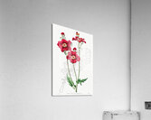 Chilian Guem from Edwards Botanical Register 1829-1847  by Sydenham Edwards John Lindley and James Ridgway. Acrylic Print