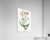 Dark-eyed viscaria from Edwards Botanical Register 1829-1847  by Sydenham Edwards John Lindley and James Ridgway. Acrylic Print