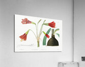 Habranthus phycelloides from Edwards Botanical Register 1829-1847  by Sydenham Edwards John Lindley and James Ridgway. Acrylic Print