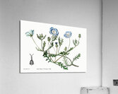 Shewy nemophila from Edwards Botanical Register 1829-1847  by Sydenham Edwards John Lindley and James Ridgway. Acrylic Print