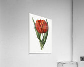 Gesners tulip from Edwards Botanical Register 1829-1847  by Sydenham Edwards John Lindley and James Ridgway. Acrylic Print