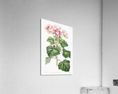 Rhomb leaved palavia from Edwards Botanical Register 1829-1847  by Sydenham Edwards John Lindley and James Ridgway. Acrylic Print