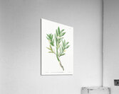 Two-edged dendrobium from Edwards Botanical Register 1829-1847  by Sydenham Edwards John Lindley and James Ridgway. Acrylic Print