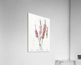 Stem-clasping polygonum from Edwards Botanical Register 1829-1847  by Sydenham Edwards John Lindley and James Ridgway. Acrylic Print