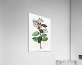 Tall calotropis from Edwards Botanical Register 1829-1847  by Sydenham Edwards John Lindley and James Ridgway. Acrylic Print