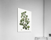 Spathula-leaved thorn from Edwards Botanical Register 1829-1847  by Sydenham Edwards John Lindley and James Ridgway. Acrylic Print