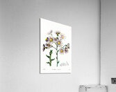 Lilac senecio from Edwards Botanical Register 1829-1847  by Sydenham Edwards John Lindley and James Ridgway. Acrylic Print