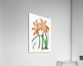 Meadow habranthus from Edwards Botanical Register 1829-1847  by Sydenham Edwards John Lindley and James Ridgway. Acrylic Print