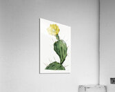 One spined opuntia from Edwards Botanical Register 1829-1847  by Sydenham Edwards John Lindley and James Ridgway. Acrylic Print
