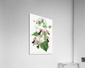 Twinning red-cloak from Edwards Botanical Register 1829-1847  by Sydenham Edwards John Lindley and James Ridgway. Acrylic Print