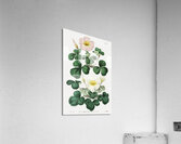 Variable oxalis from Edwards Botanical Register 1829-1847  by Sydenham Edwards John Lindley and James Ridgway. Acrylic Print