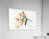 Copper-coloured Dendrobium from Edwards Botanical Register 1829-1847  by Sydenham Edwards John Lindley and James Ridgway. Acrylic Print