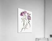 Large Purple Chilian Evening Primrose from Edwards Botanical Register 1829-1847  by Sydenham Edwards John Lindley and James Ridgway. Acrylic Print