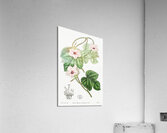 Mr.Aitons ipomoea from Edwards Botanical Register 1829-1847  by Sydenham Edwards John Lindley and James Ridgway. Acrylic Print