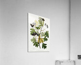 Broad-leaved thorn from Edwards Botanical Register 1829-1847  by Sydenham Edwards John Lindley and James Ridgway. Acrylic Print