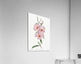 Ruddy godetia from Edwards Botanical Register 1829-1847  by Sydenham Edwards John Lindley and James Ridgway. Acrylic Print