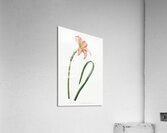 Spofforth Zephyranthes from Edwards Botanical Register 1829-1847  by Sydenham Edwards John Lindley and James Ridgway. Acrylic Print