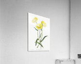 Two-coloured Helichrysum from Edwards Botanical Register 1829-1847  by Sydenham Edwards John Lindley and James Ridgway. Acrylic Print