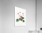 Shore cyclamen from Edwards Botanical Register 1829-1847  by Sydenham Edwards John Lindley and James Ridgway. Acrylic Print