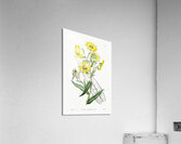 Elegant madia from Edwards Botanical Register 1829-1847  by Sydenham Edwards John Lindley and James Ridgway. Acrylic Print