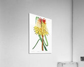 Burchells tritoma from Edwards Botanical Register 1829-1847  by Sydenham Edwards John Lindley and James Ridgway. Acrylic Print