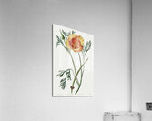Saffron colored eschscholzia from Edwards Botanical Register 1829-1847  by Sydenham Edwards John Lindley and James Ridgway. Acrylic Print