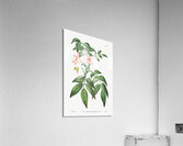 Pink Turraea pinnata from Edwards Botanical Register 1829-1847  by Sydenham Edwards John Lindley and James Ridgway. Acrylic Print