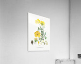 Long-stalked ledocarpum from Edwards Botanical Register 1829-1847  by Sydenham Edwards John Lindley and James Ridgway. Acrylic Print