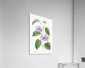 Hoary jacquemontia from Edwards Botanical Register 1829-1847  by Sydenham Edwards John Lindley and James Ridgway. Acrylic Print