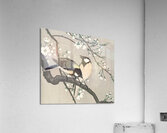 Tits on Cherry Branch 1900-1910 by Ohara Koson 1877-1945 Acrylic Print