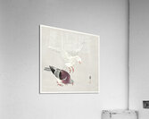 Two pigeons 1877-1945 by Ohara Koson 1877-1945. Acrylic Print