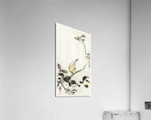Bunting on blossom branch 1900 - 1930 by Ohara Koson 1877-1945. Acrylic Print