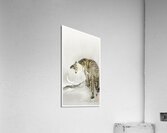 Roaring tiger 1900 - 1945 by Ohara Koson 1877-1945. Acrylic Print