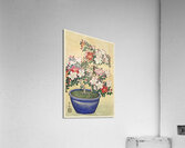 Blooming azalea in blue pot 1920 - 1930 by Ohara Koson 1877-1945. Acrylic Print