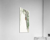 Cicada on tree 1900 - 1936 by Ohara Koson 1877-1945. Acrylic Print