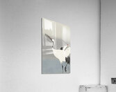 Two cranes 1900-1930 by Ohara Koson 1877-1945. Acrylic Print