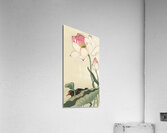 Gallinule with Lotus Flowers 1900 - 1930 by Ohara Koson 1877-1945. Acrylic Print