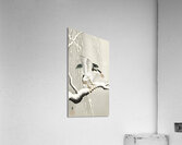 Emerge on snowy branch 1900 - 1930 by Ohara Koson 1877-1945. Acrylic Print