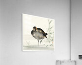 Torii in the snow 1900 - 1910 by Ohara Koson 1877-1945. Acrylic Print