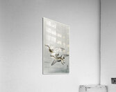 Couple of ducks 1900 - 1936 by Ohara Koson 1877-1945. Acrylic Print