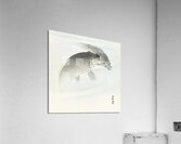 Two carp fish 1900 - 1910 by Ohara Koson 1877-1945. Acrylic Print