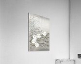 Five chicks 1900 - 1936 by Ohara Koson 1877-1945. Acrylic Print